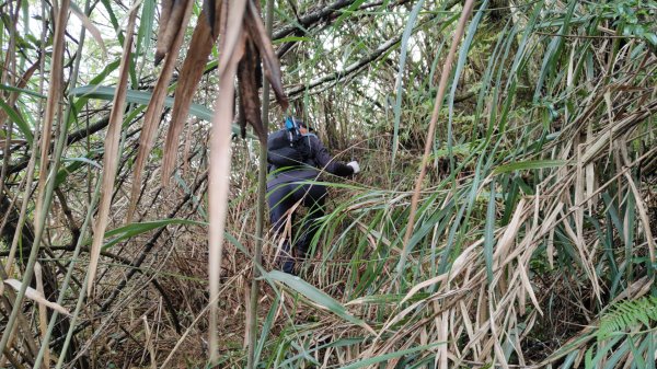 大塔山探勘大塔山最高峰(光頭兄) O繞順走大塔山西峰艱難路線下溪谷 2024年8月11日2569720