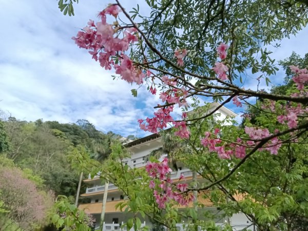 汐止區大尖山櫻花+秀峰瀑布O型3009409