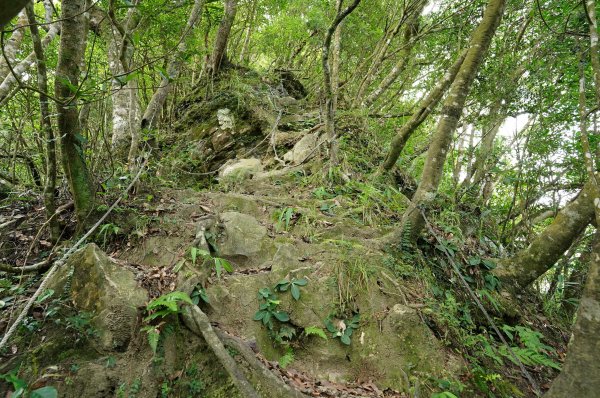 新北 烏來 烏來山、大桶山、四崁水山2829239
