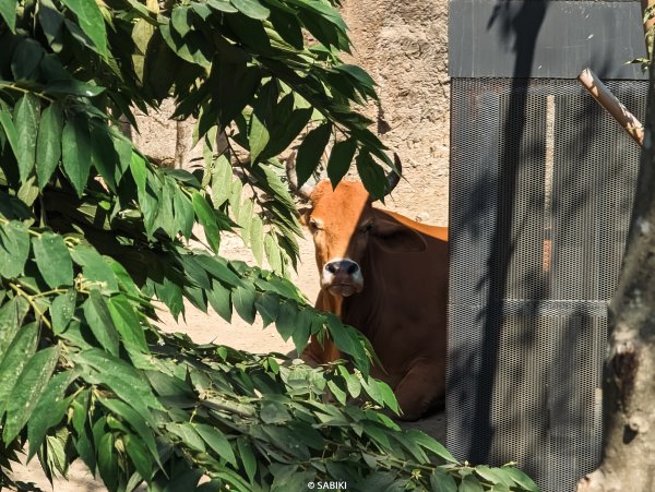 【高雄鼓山】高雄南柴山 - 壽山動物園健行2026363