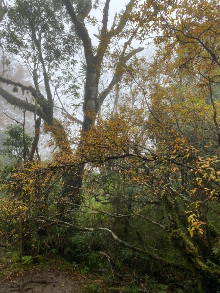 太平山 山毛櫸步道 霧氣金黃高氧量742431