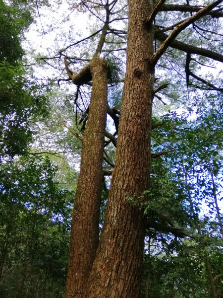 【台中。和平】谷關七雄入門款。 唐麻丹山874513