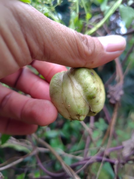 大棟山系南段 水利古道西口 上 竹高崙山 連走 鳥子嶺 坑仔內山 大崖山 下 龍目井農場2953122