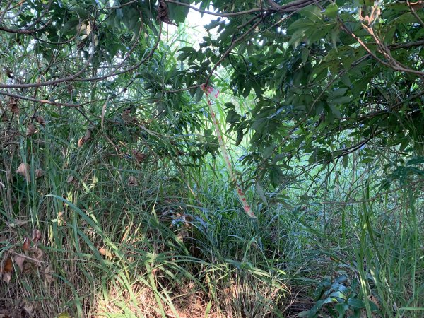 20251115高雄大坪頂2938121