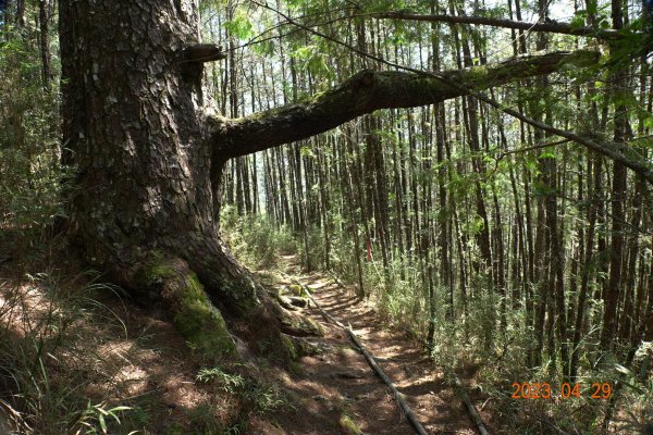 南投 仁愛 武法奈尾山2133730