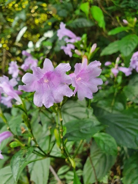 【雲嘉茶園之美】後棟山連走大二尖山1532231