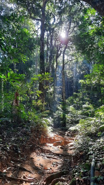 《新竹》斷崖神木｜北得拉曼步道小P繞202510172917461