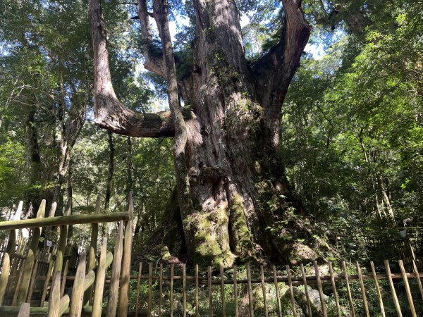 [皮皮獅探險隊-11/10] 2025_1010 隱藏任務–司馬庫斯神木群步道2912309