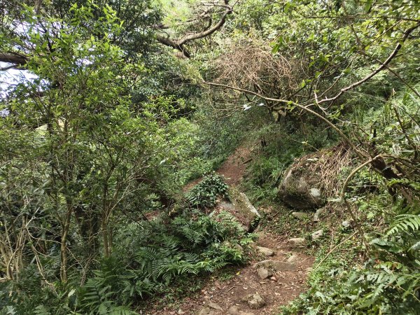 [百山百鳥尋旅-11/15] 2025_0927 大屯主峰-連峰步道_大屯山西峰2899457