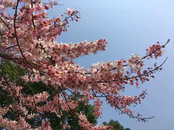 三月櫻花。花旗木＠神威天台山549806