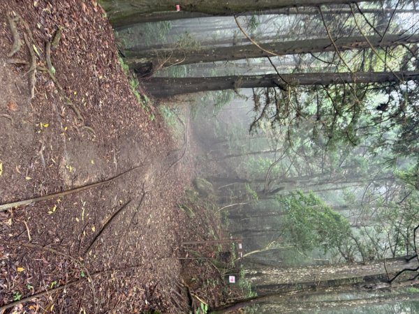 20250607 春谷養鱒場所上加里山 出大坪2805215