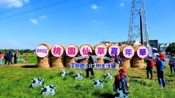 富岡仙草花2942398