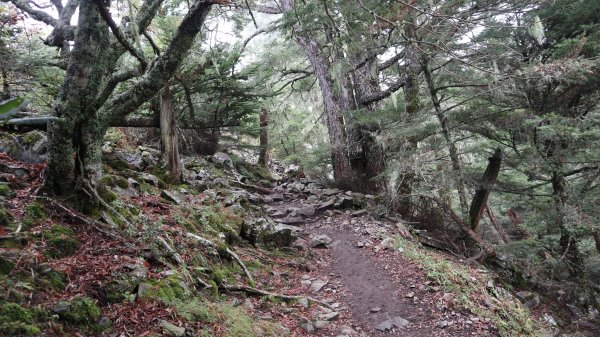 雪山主東峰登山健行趣(百岳02號＆74號)1882496