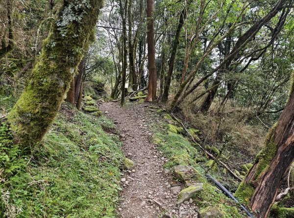 [山海圳_聖山之路_第二段1/4] 2026_0802 鹿林山3109108