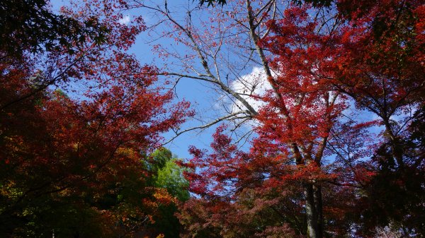日本京都嵐山652048