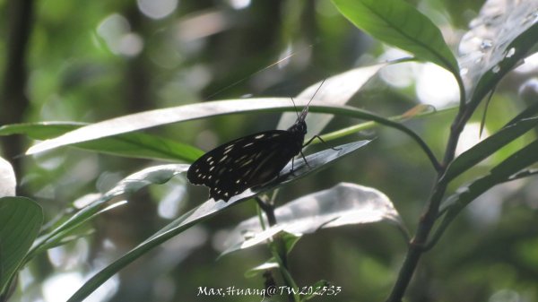 《苗栗》關刀出關｜三義關刀山出關古道(聖關段-苗56)202509052878830