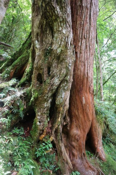 〔桃園復興〕拉拉山巨木，史詩級魔幻森林，75公頃紅檜 扁柏森林浴2237074