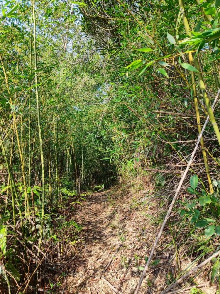 新山夢湖-友蚋山-友蚋南峰-五指山古道2755373