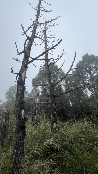 太平山翠峰湖環山步道2551627