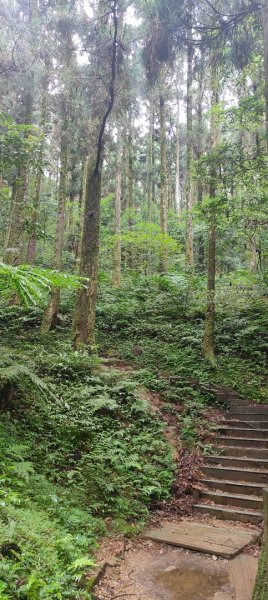 東眼山國家森林遊樂區2522653