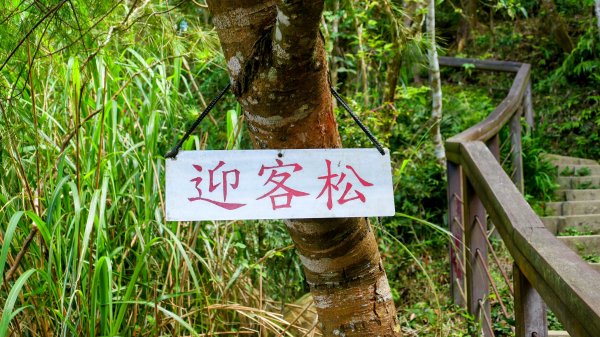 《蝶戀花。錫葉藤盛放》2735276