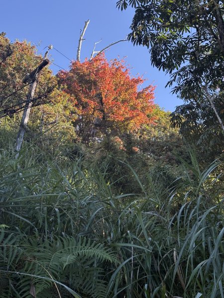 20251225塔山步道(大塔山)2970369