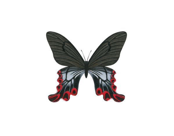 【森林之寶】觀霧國家森林遊樂區步道群－寬尾鳳蝶