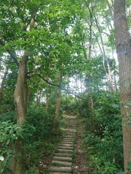 桐林花廊、北坑溪、樟樹林步道-奧山599612