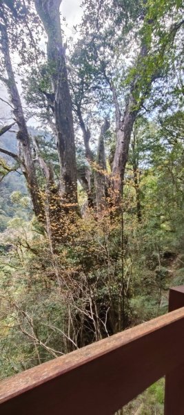 拉拉山國家森林遊樂區2752248