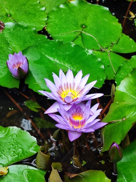 台中大甲鐵砧山2769478