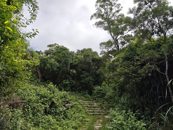 [百山百鳥尋旅-02/15] 2025_0809 社頂自然公園步道2857026