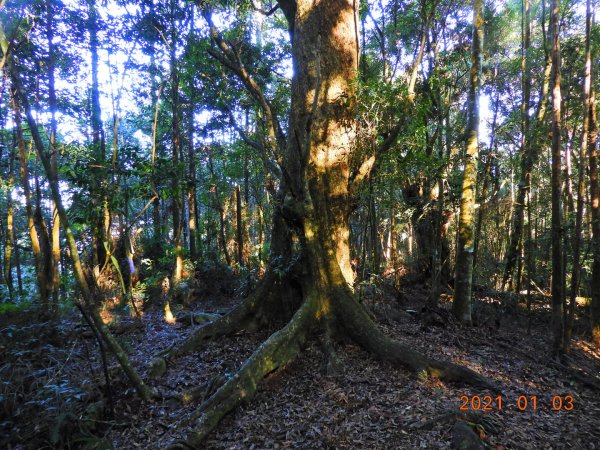 南投 仁愛 小出山1226073