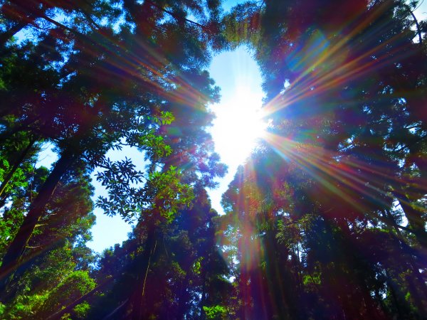 夏觀碧草如茵：頂山石梯嶺步道648274