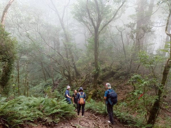 魔幻森林-塔曼山-202508102866575