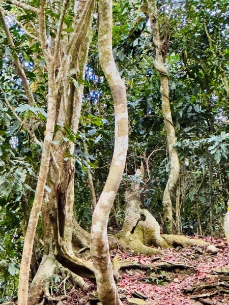 六龜警備道茂林段：網子山-網子山東北峰-鳴海下山-鳴海山(小百岳#71)2981452