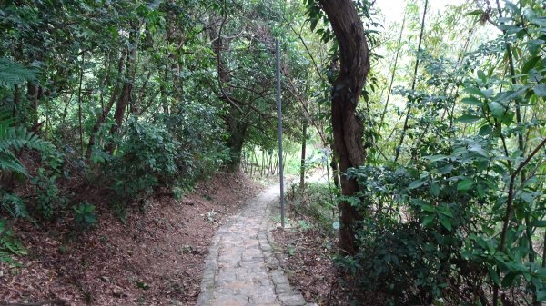 大溪晃晃(老街,御成古道,齋明寺古道,小角仔古道,田心子古道,街口溪步道)1891731