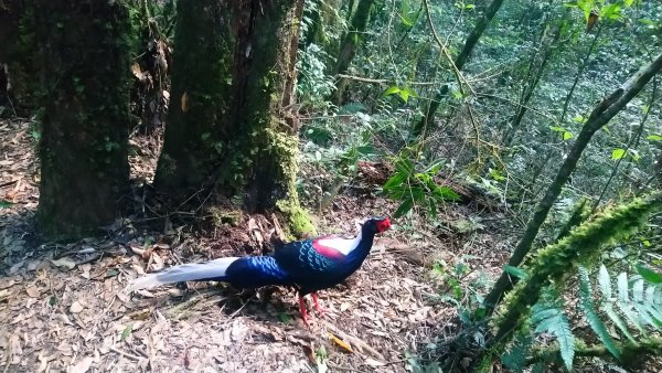 金柑樹山、金柑樹山西北峰、嶺頭山東峰、嶺頭山4山連走1606927