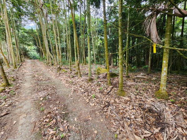 20241222二載山與大橫屏山南峰(追加鹽菜甕山、鹽菜甕下山)2721488