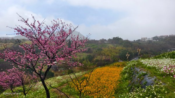 #鵝尾山梯田 #廣佑聖王廟 #寒櫻 #波斯菊 1/24封面