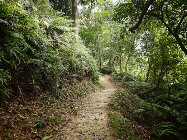 [淡蘭古道] 2026_0523 南路第一段_中埔山步道3069378
