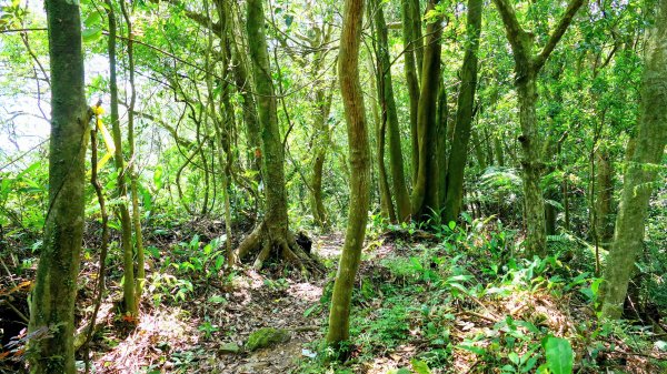 石碇大崙,人頭面山,獅公髻尾山2800421