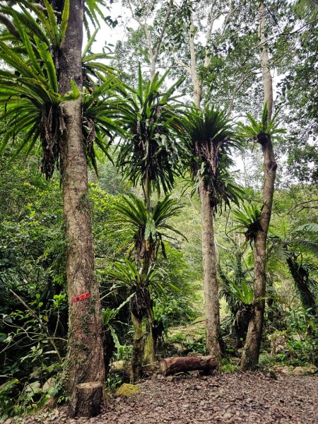 馬胎古道、馬胎二期古道、南坪古道2986013