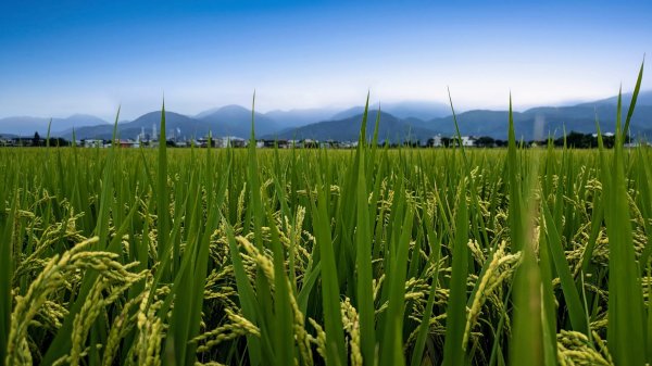 三奇美徑,52甲濕地,傳藝中心2518186