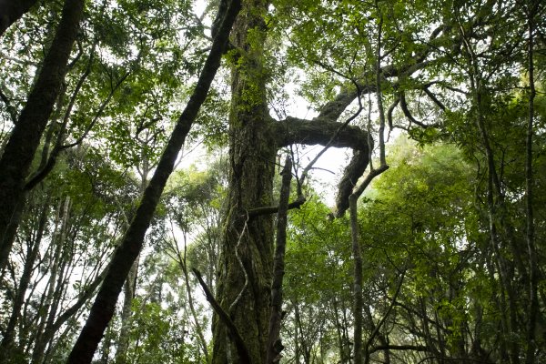 2023.03.11 馬崙山小O、新山遺址(馬崙山步道支線去、斯可巴步道返)2072697