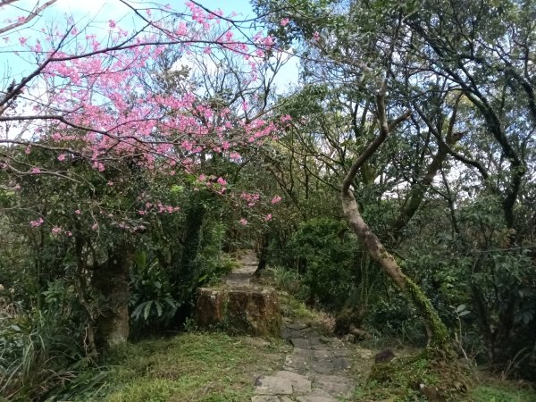 汐止區大尖山櫻花+秀峰瀑布O型3009394