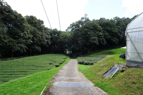 南投 仁愛 北東眼山、中央東眼山2623613