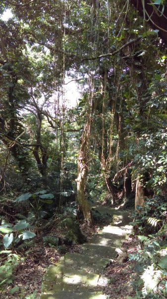 【臺北親山拓印趣】天母山天母古道白雲瀑布918671