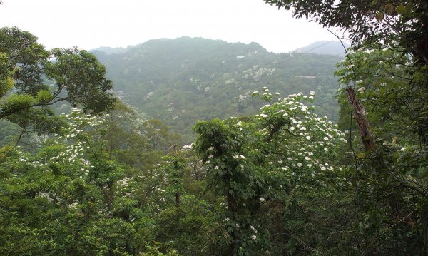 蓬萊仙島_石牛山_油井窩山O型201404301959946