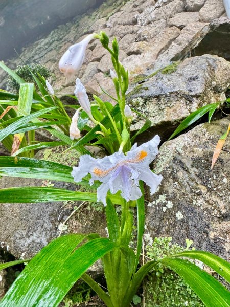 獅山 六寮古道 獅頭獅尾走一圈2992427