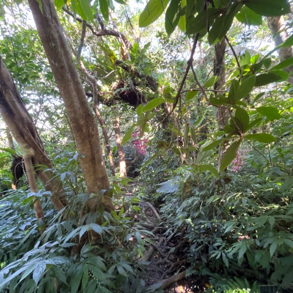 20251214_女仍山（屏東小百岳）2968722